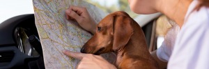 Vacanza in Sardegna con il cane: consigli per viverla al meglio
