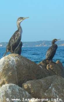 Cormorani, Sardegna