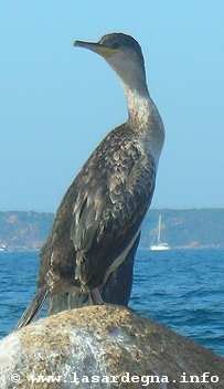 Cormorano, Sardegna