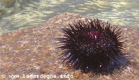 Riccio di Mare, Sardegna