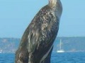 cormorano2