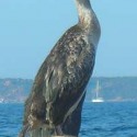 cormorano2