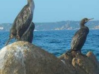 Flora e Fauna in Sardegna