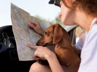 Vacanza in Sardegna con il cane: consigli per viverla al meglio