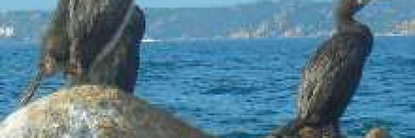 Flora e Fauna in Sardegna