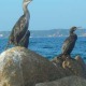 Flora e Fauna in Sardegna